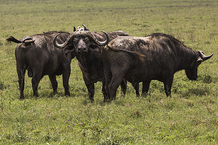 非洲水牛在草地上游戏大草原喇叭国家衬套野生动物警报危险哺乳动物旅行图片