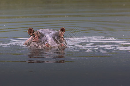 坦桑尼亚自然保护区的动物平原河马水坑野生动物游泳热带生态旅游环境哺乳动物图片