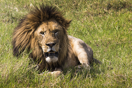 肯尼亚Masai Mara的狮子肖像猎人动物领导者世界鬃毛水牛野生动物幼兽公园女性图片