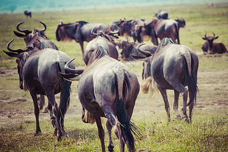移徙在坦桑尼亚 非洲哺乳动物国家黄色野生动物天空旅行大草原公园动物角马图片