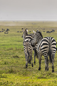 国家公园的斑马 非洲 肯尼亚马拉动物冒险旅行野生动物草原公园荒野食草大草原图片