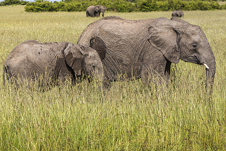 肯尼亚Maasai Mara国家保留地野象哺乳动物衬套大草原驾驶冒险旅游动物旅行游戏马赛图片