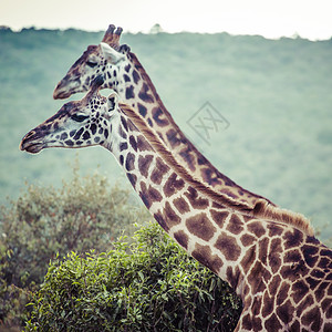 肯尼亚野外游乐场的法拉菲乐趣游戏荒野公园动物脖子哺乳动物国家野生动物食草背景