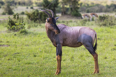 肯尼亚非洲国家储备局的动物牛角狍子马拉栖息地亚科头发脊椎动物荒野紫色图片