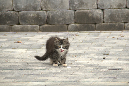 诺尔格景观猎犬溪流花园精灵瀑布圆角麋鹿昆虫森林背景图片