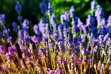 紫色的小花 夏天的小花星星场地花园花粉植物生长雏菊薰衣草礼物花瓣图片