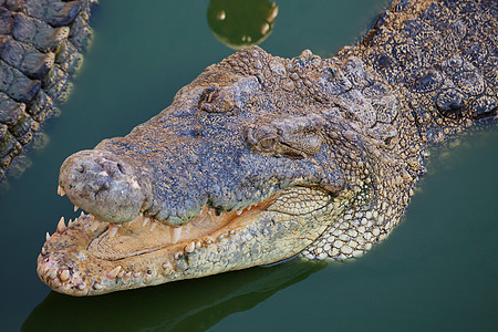 鳄鱼口张开 可以休息猎人危险荒野池塘动物野生动物农场捕食者爬虫鼻子图片
