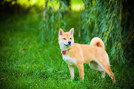 一个绿色花园里的年轻青春褐色家畜犬类脊椎动物主题纯种狗嘴巴动物听力哺乳动物图片