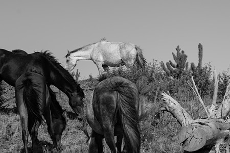 90英里海滩林中鲸鱼路野马黑马之路风景野马儿马匹团体林业动物黑与白白马图片