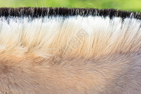 马鬃眼睛棕色的高清图片