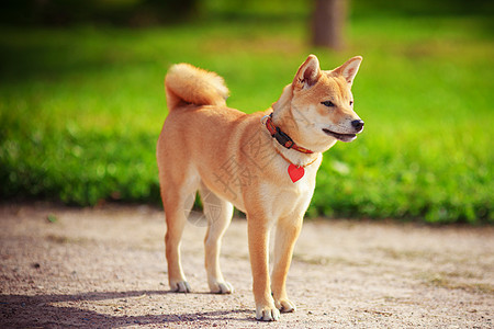 一个绿色花园里的年轻青春宠物哺乳动物家畜褐色动物嘴巴犬类纯种狗警觉脊椎动物背景图片