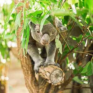 Koala在一棵叶树上毛皮动物园动物群野生动物桉树苏醒衬套哺乳动物灰色考拉图片