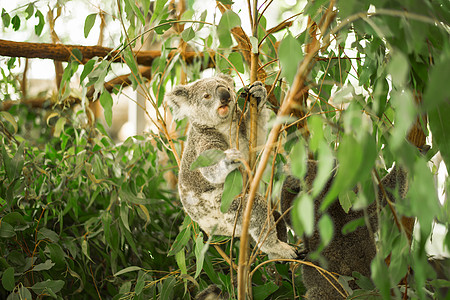 Koala在一棵叶树上哺乳动物动物群动物园耳朵衬套桉树考拉毛皮灰色野生动物图片