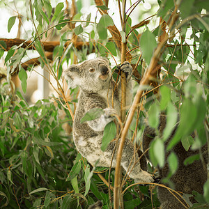 Koala在一棵叶树上毛皮动物群野生动物灰色耳朵考拉哺乳动物桉树衬套苏醒背景图片