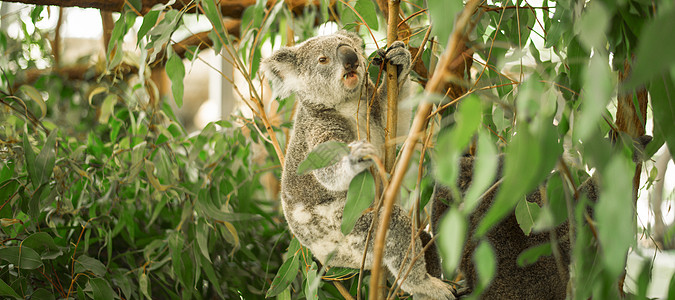 Koala在一棵叶树上动物园耳朵动物群考拉桉树苏醒灰色哺乳动物野生动物毛皮图片