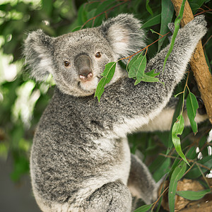 Koala在一棵叶树上衬套哺乳动物耳朵考拉动物园苏醒灰色野生动物动物群毛皮图片