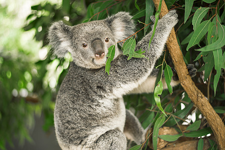 Koala在一棵叶树上苏醒衬套动物园毛皮耳朵哺乳动物考拉灰色桉树野生动物图片