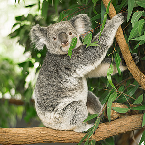 Koala在一棵叶树上桉树野生动物哺乳动物苏醒灰色毛皮耳朵考拉衬套动物园图片