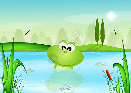 池塘中的青蛙蜻蜓两栖闲暇插图野营沼泽绿色动物图片
