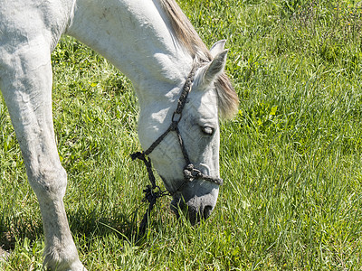 阳光明媚的白马在野外哺乳动物动物场景场地荒野栖息地草原自然跑步马匹背景