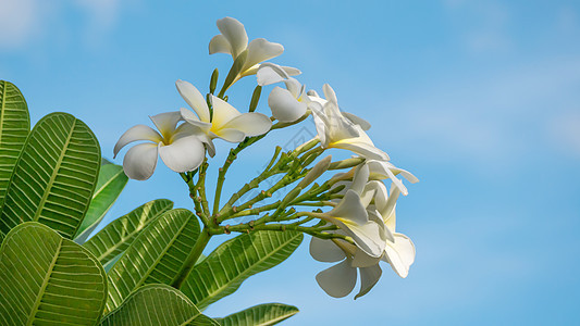 白花花花瓣叶子热带绿色鸡蛋花植物黄色团体花园白色新鲜的高清图片素材
