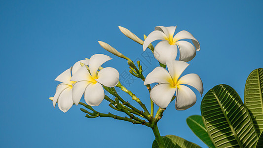 白花花植物蓝色花瓣天空花园黄色热带团体鸡蛋花叶子夏天高清图片素材