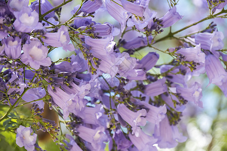 Jacaranda树花紫色生长花朵阳光城市植物群花园针叶季节街道图片