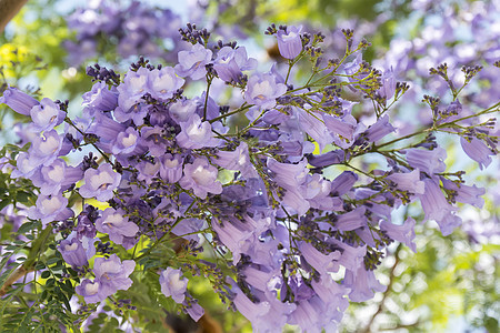 Jacaranda树花海龟花园公园城市针叶树干花朵木头生长阳光图片