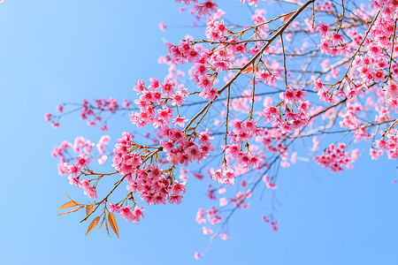 泰国樱村泰国花瓣粉色季节樱花图片