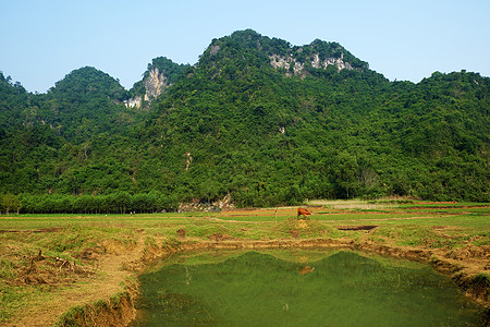 越南Quang Binh美丽的乡村地区绿化生态山链水资源山脉空气国家旅游森林花园图片