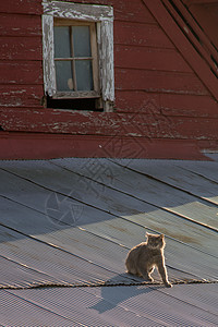 热天屋顶上的猫动物宠物瓦楞屋顶猫咪金属国家铁皮猫科图片