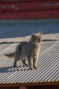 热天屋顶上的猫金属动物宠物猫科猫咪屋顶国家瓦楞铁皮图片