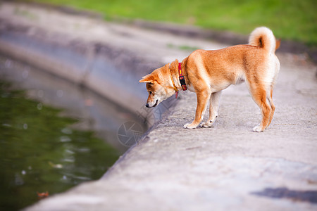 一个绿色花园里的年轻青春纯种狗宠物听力犬类褐色家畜主题脊椎动物哺乳动物嘴巴图片