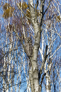 大灰猫头鹰森林荒野动物羽毛木头观鸟猎人野生动物图片