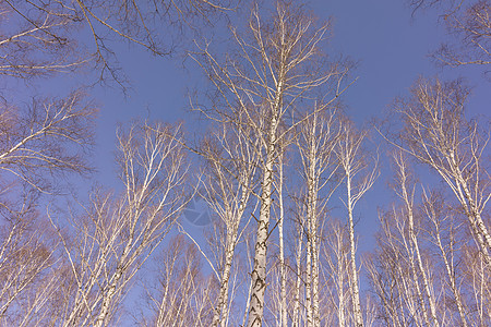冬季伯尔赫林树干天气场景白桦林生态天空树林木头阳光蓝色春天高清图片素材