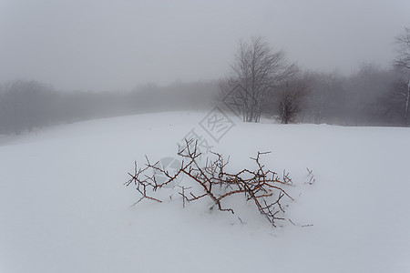 冬天树雪雾一年中第一次暴雪暴风雪榉木风暴山楂背景