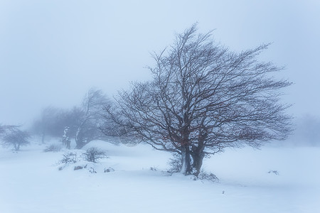 一年中第一次暴雪榉木山楂暴风雪风暴图片