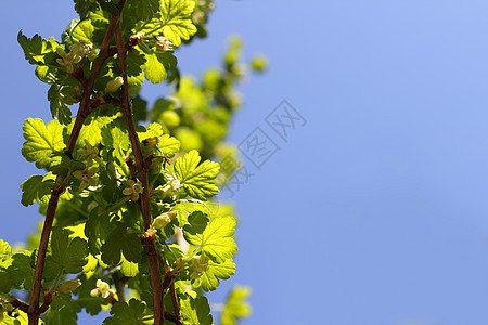 开阔的鹅莓树丛蓝色灌木园艺植物花园衬套绿色生长叶子天空图片