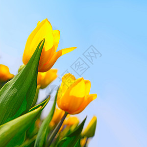 花园中的黄郁金香团体叶子黄色公园天空蓝色绿色图片