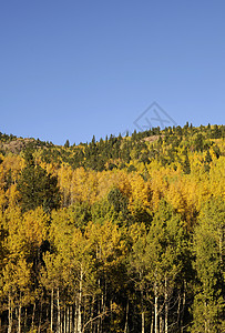 阿斯彭森林叶子风景黄色蓝色天空背景图片