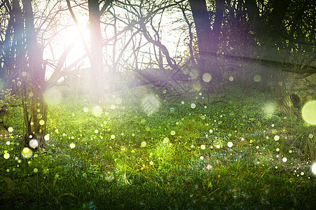幻想森林树木植物花朵园艺射线花园草地分支机构水平阳光图片