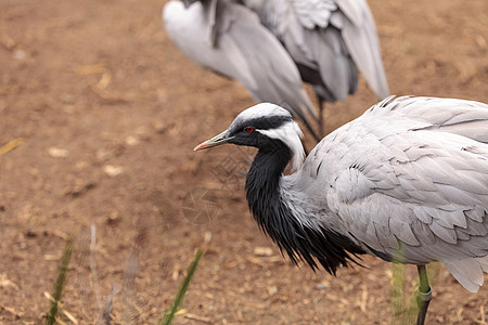 迪米亚起重机羽毛鸟类野生动物动物图片