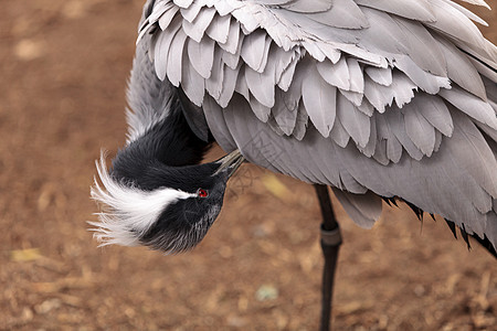 迪米亚起重机鸟类羽毛动物野生动物图片