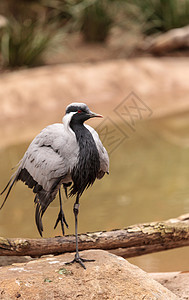 迪米亚起重机羽毛鸟类动物野生动物图片