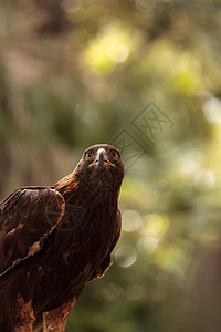 金鹰捕食者野生动物猎人鸟类鹰眼图片