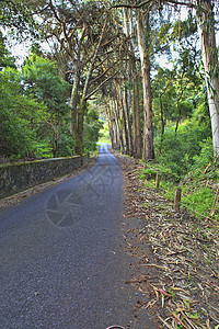 春天在绿林中的道路风景木头远足树干树木植物人行道美丽小路车道图片