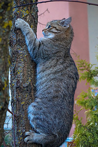 美丽的灰猫爬树干上树干图片