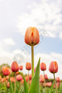 红郁金香对天花瓣场地阳光花束花园花朵晴天太阳植物群叶子图片