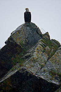 苏厄德阿拉斯加附近岩石上的秃鹰力量旅行海藻山脉猎物荒野国家爱国生物野生动物图片