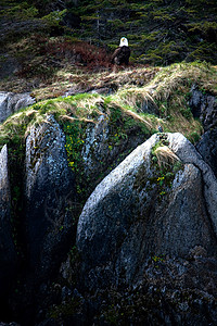 苏厄德阿拉斯加附近岩石上的秃鹰国王捕食者荒野猎物海藻动物羽毛旅行力量山脉图片